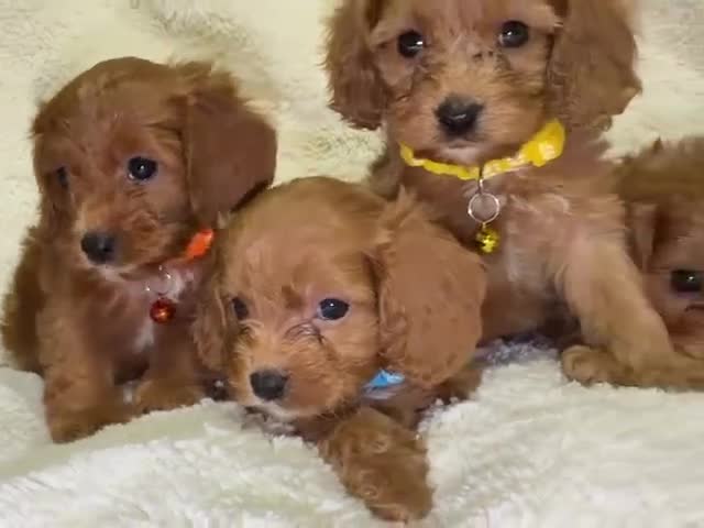 Cavapoo dogs for sale: ❤️Health-Tested Cavapoo Puppies 🐶 - Video 1