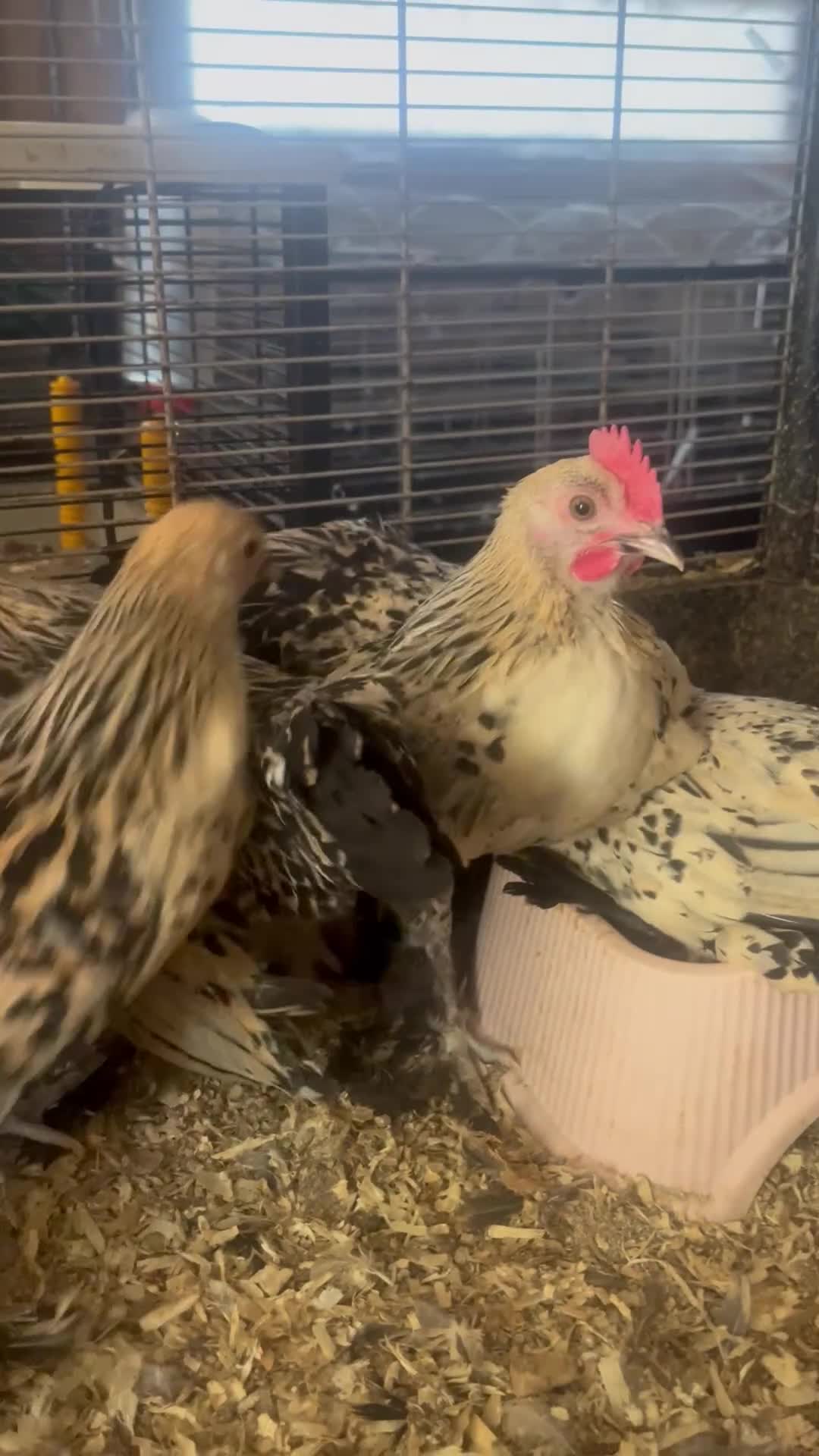 Hens poultry for sale: Lemon Millefleur Sablepoots for sale in Bolton  - Video 1
