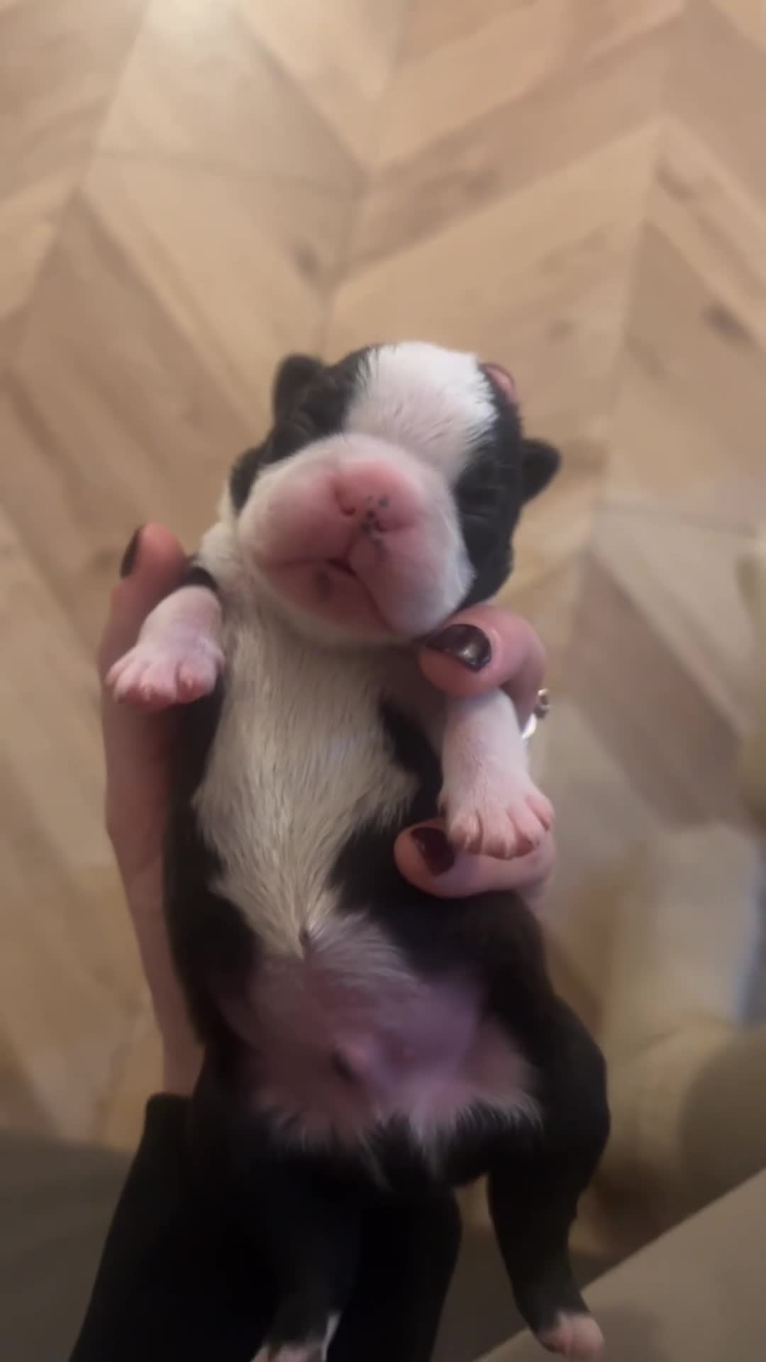 Boston Terrier dogs for sale: Willow’s Lovely Puppies 🐾 - Video 1