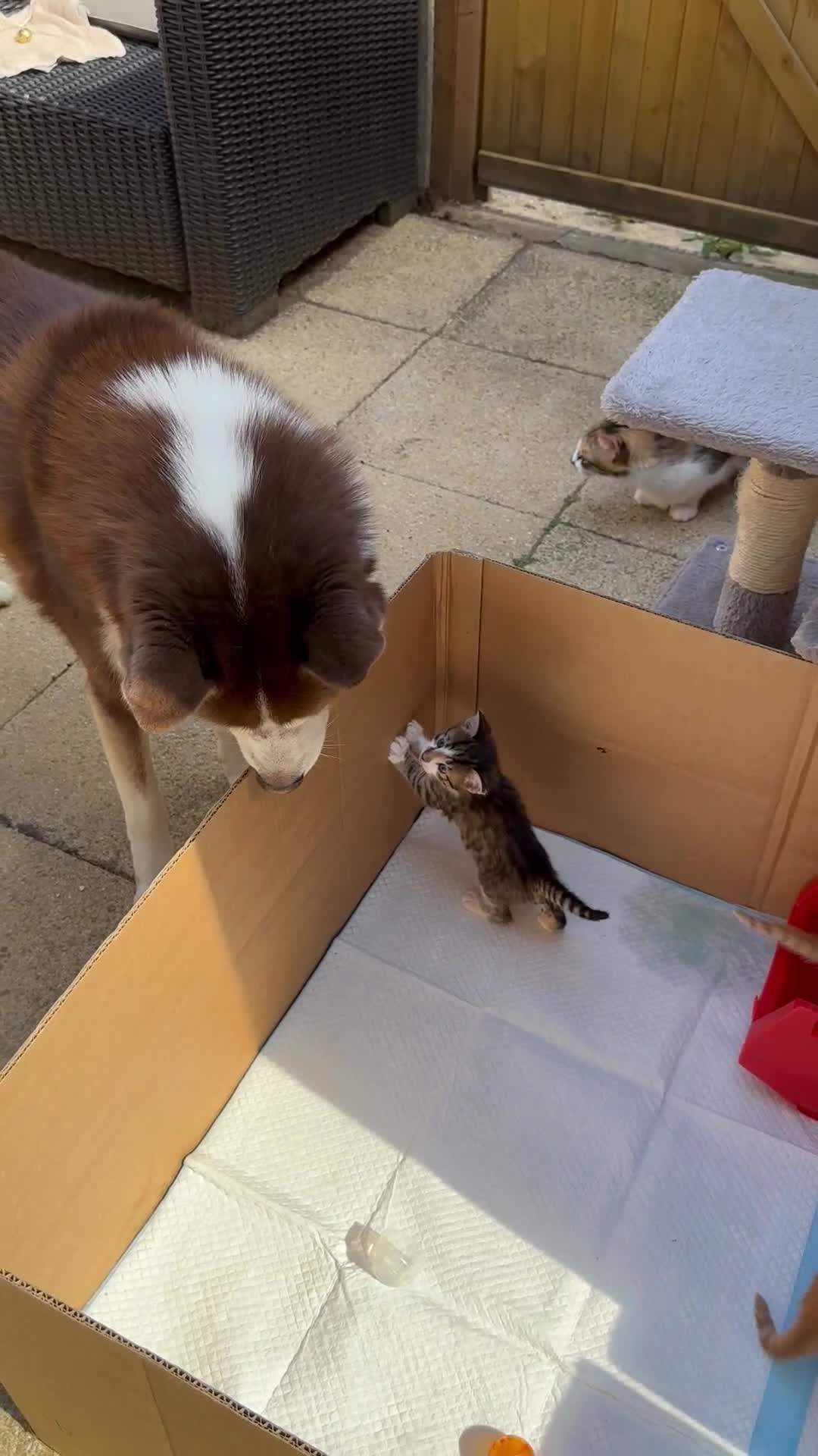 Mixed Breed cats for sale: Ginger Kittens from half Siamese mum - Video 1