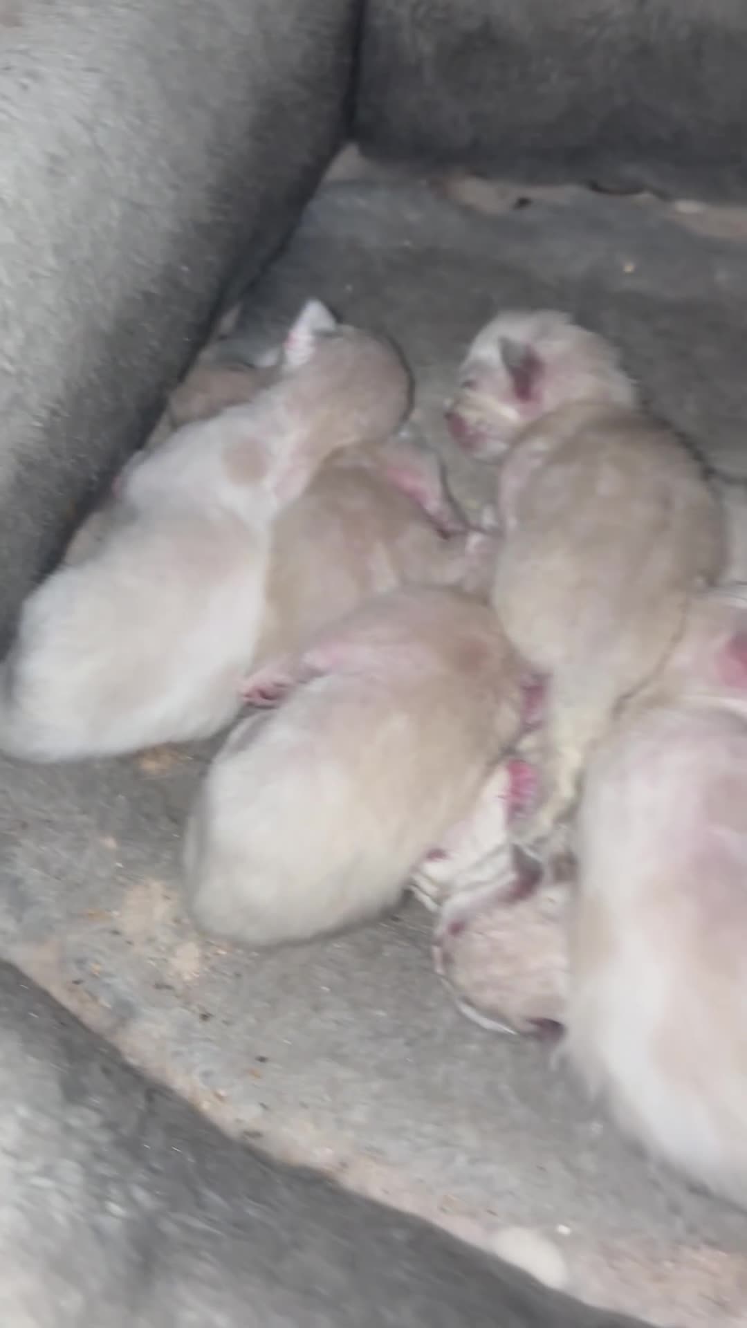 Ragdoll cats for sale: Ragdoll kittens Tri colour  - Video 1