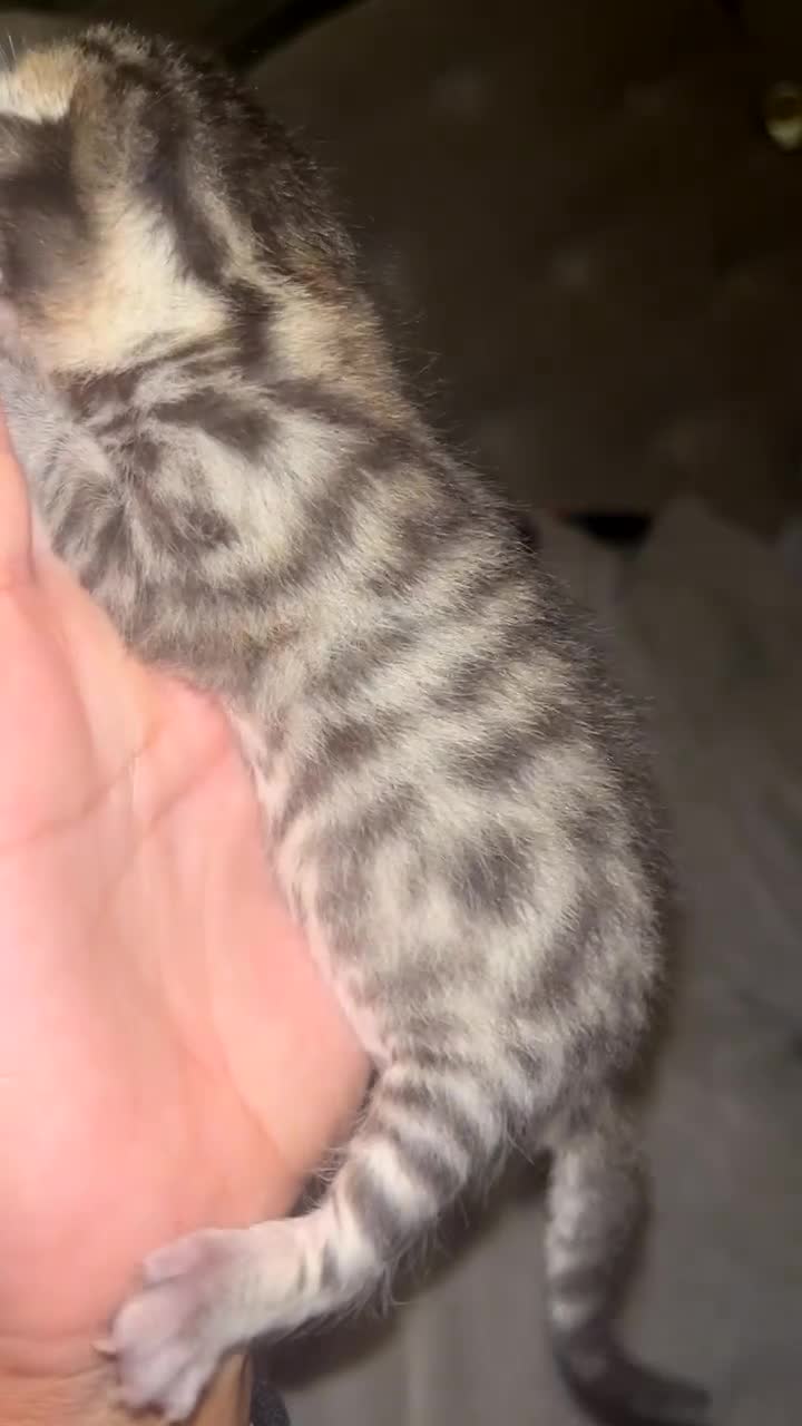 Bengal cats for sale: 2 bengal x Egyptian mau kittens  - Video 1