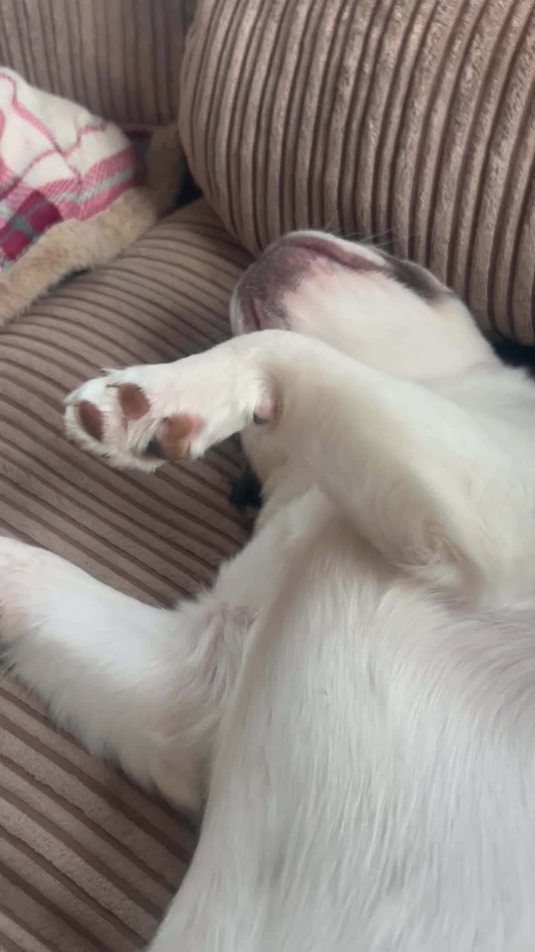 French Bulldog dogs for sale: Female fluffy French bulldog for rehoming  - Video 1