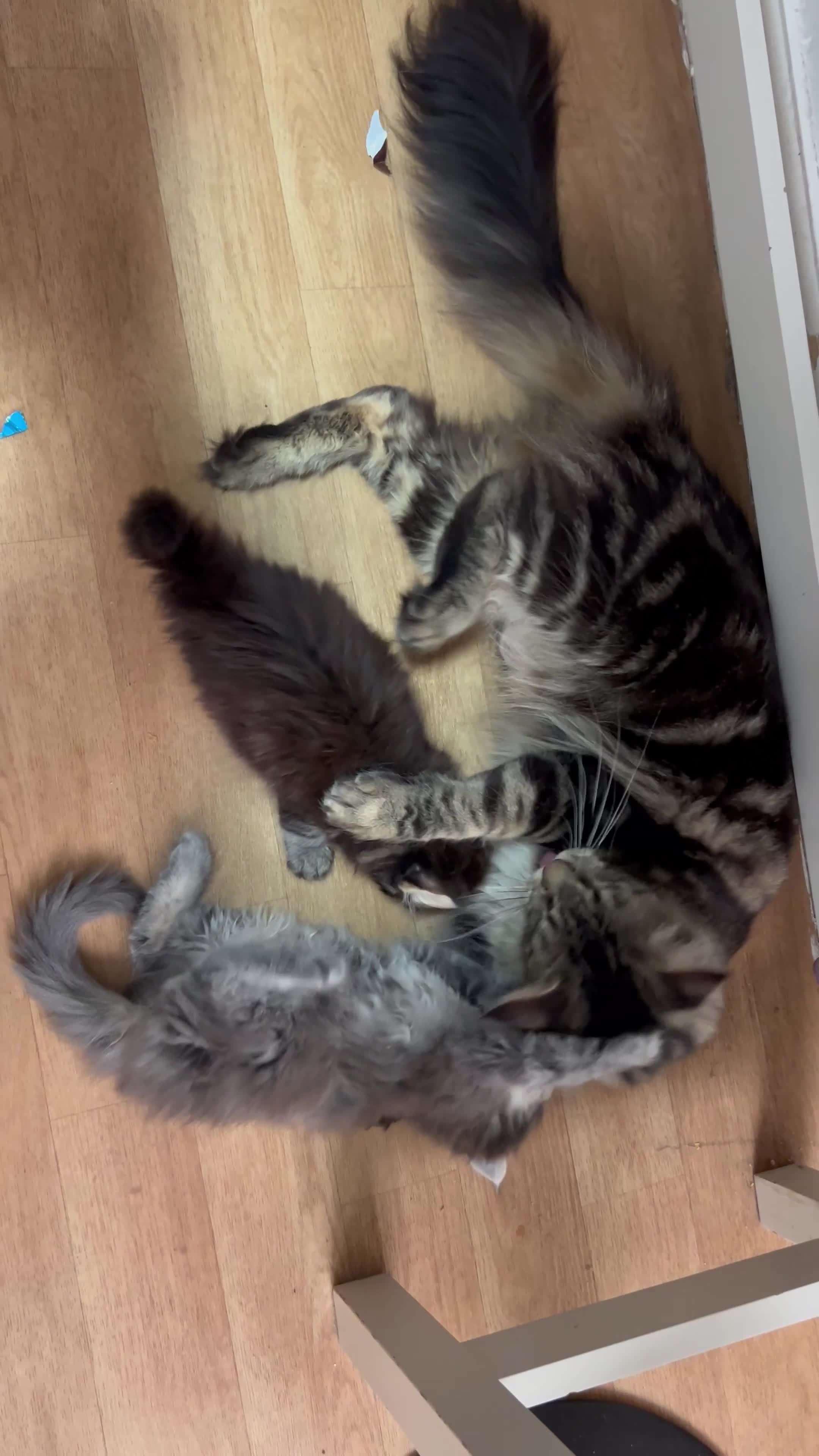 Maine Coon cats for sale: Maine coon boys - Video 1