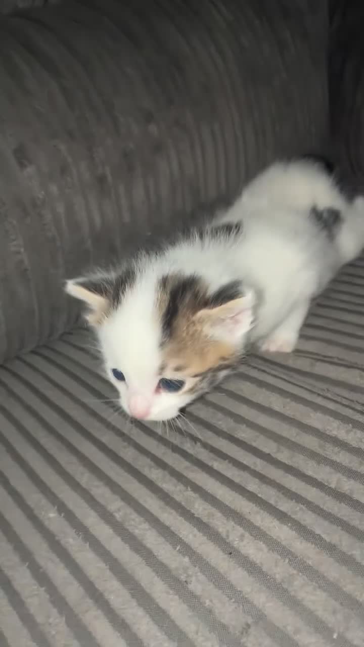 Mixed Breed cats for sale: stunning kittens 🐱⭐️ - Video 2