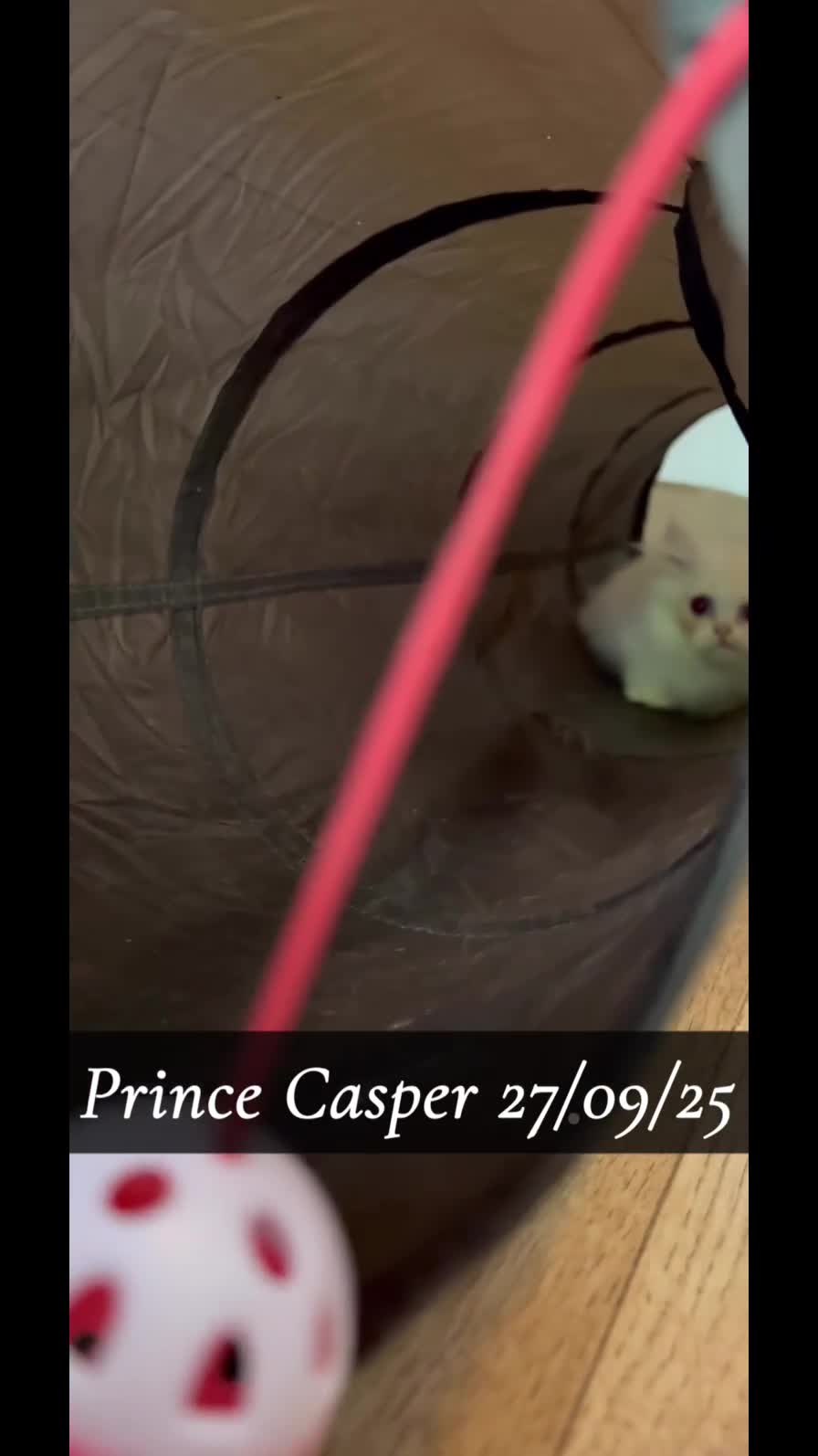 Munchkin cats for sale: Exceptional Quality & Extremely Rare Silver Minuet - Video 2