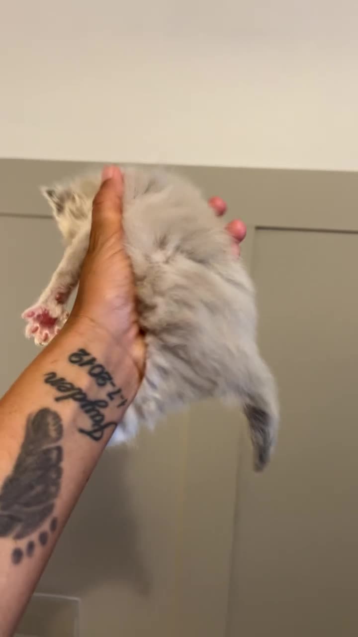 Ragdoll cats for sale: 7 beautiful ragdoll kittens  - Video 3