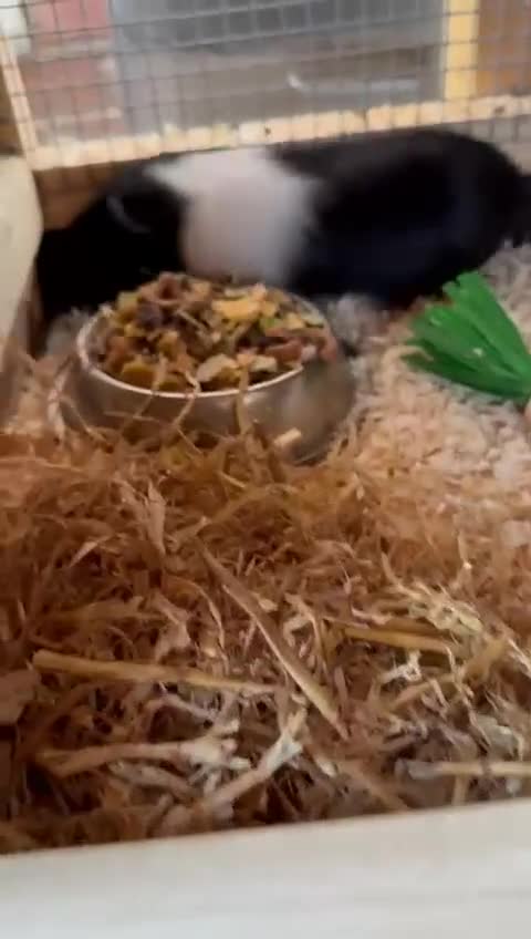 Guinea Pig rodents for sale: Last 2 Baby Guinea Pigs   - Video 1