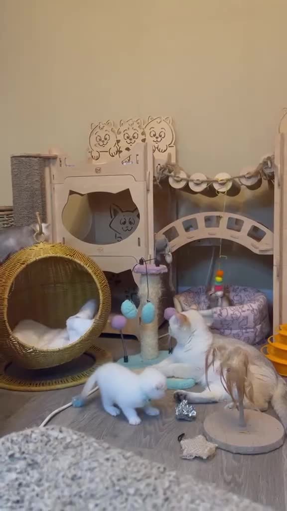 Scottish Fold cats for sale: Fully-vaccinated and TICA-registered Kittens  - Video 1