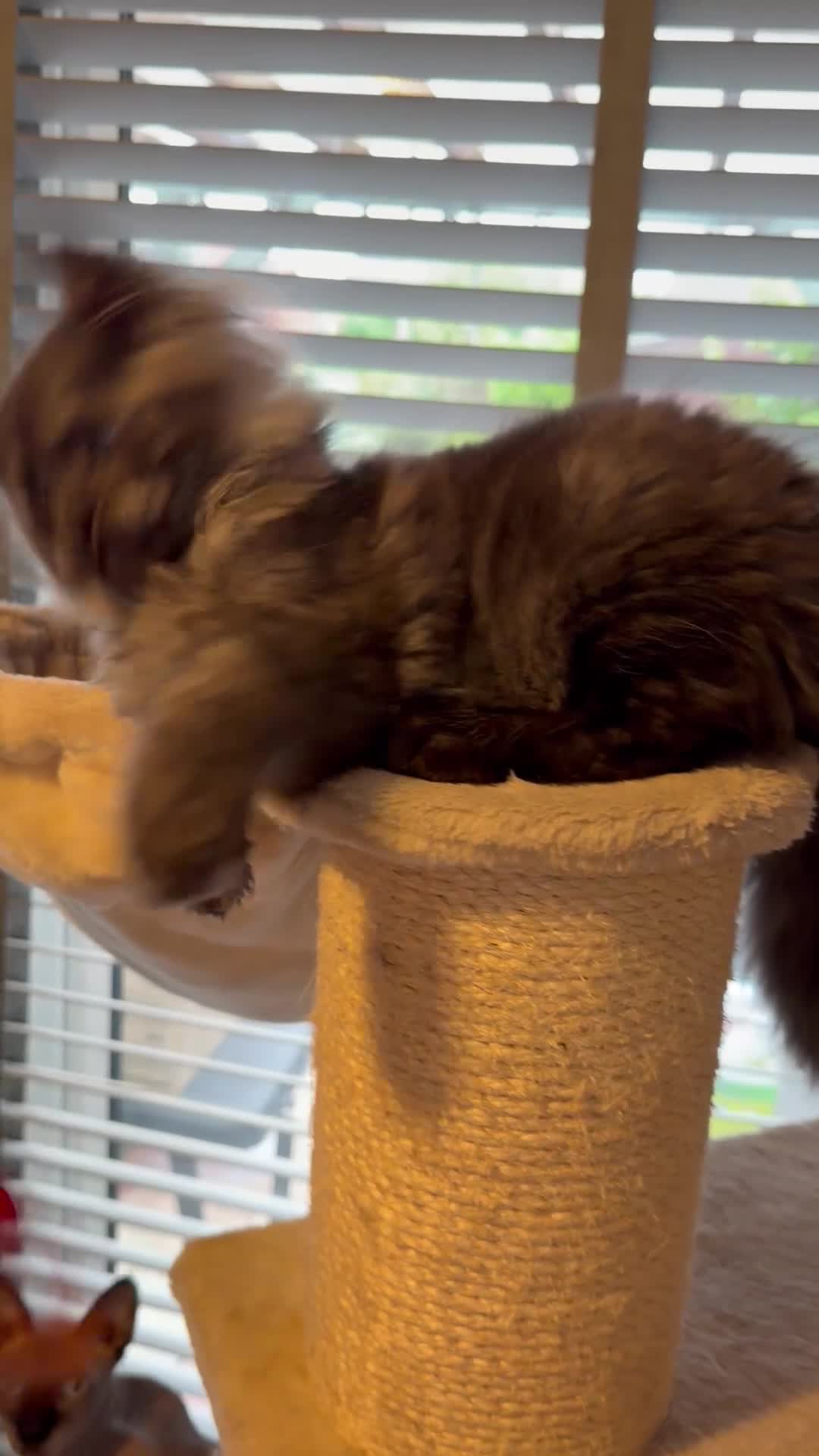 Maine Coon cats for sale: Tica registered black smoked male Maine coon - Video 1