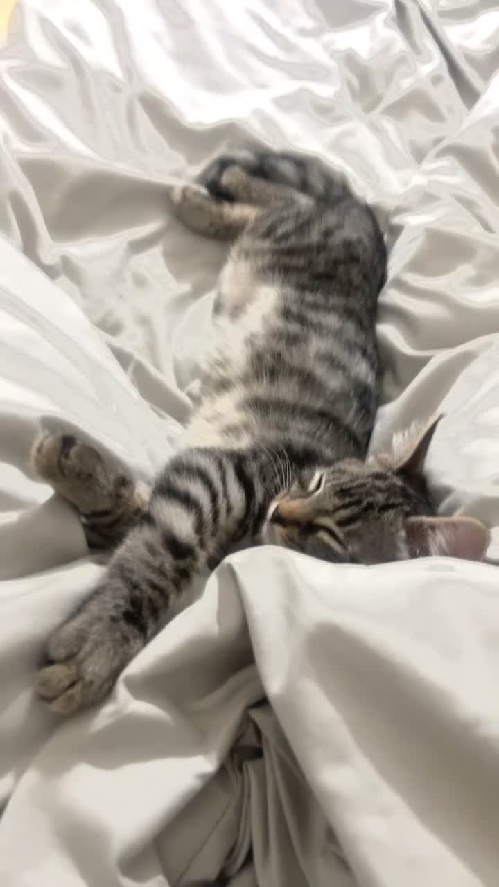 Mixed Breed cats for sale: Discounted Stunning Half Bengal,Savannah Baby Boy - Video 1