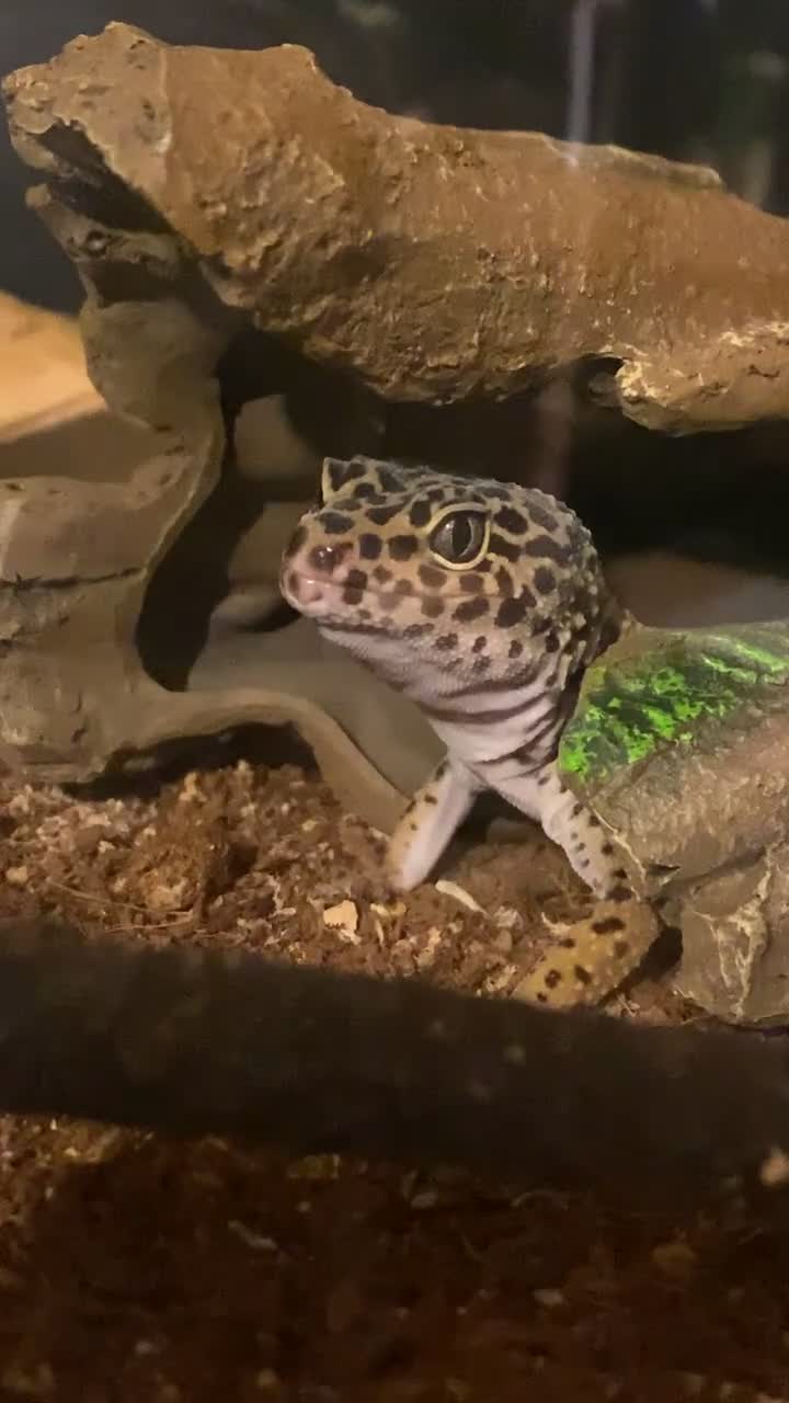 Leopard Gecko reptiles for sale: Leopard gecko and tank - Video 2