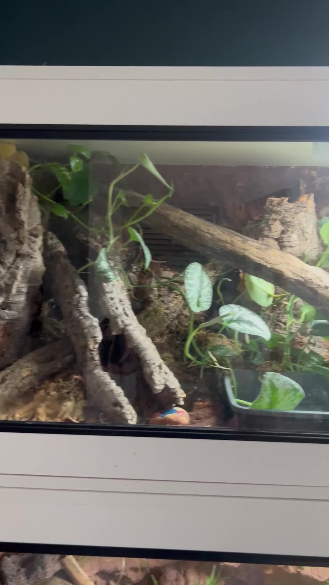 Python Snake reptiles for sale: Royal python and custom viv - Video 1