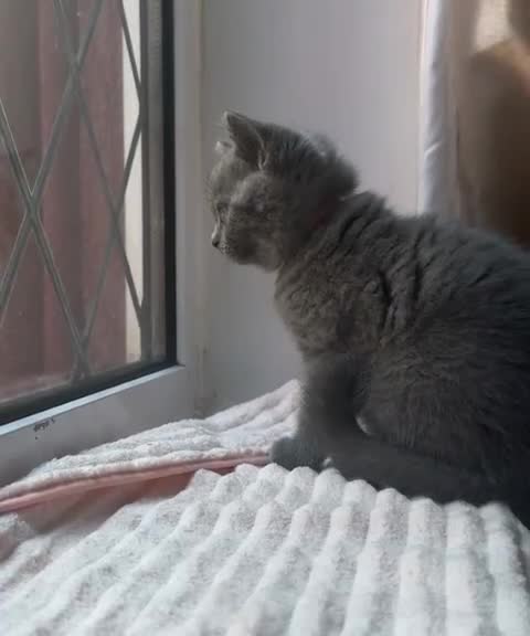 British Shorthair cats for sale: *Ready to leave in 1 week* Blue BSH GCCF Kittens  - Video 1
