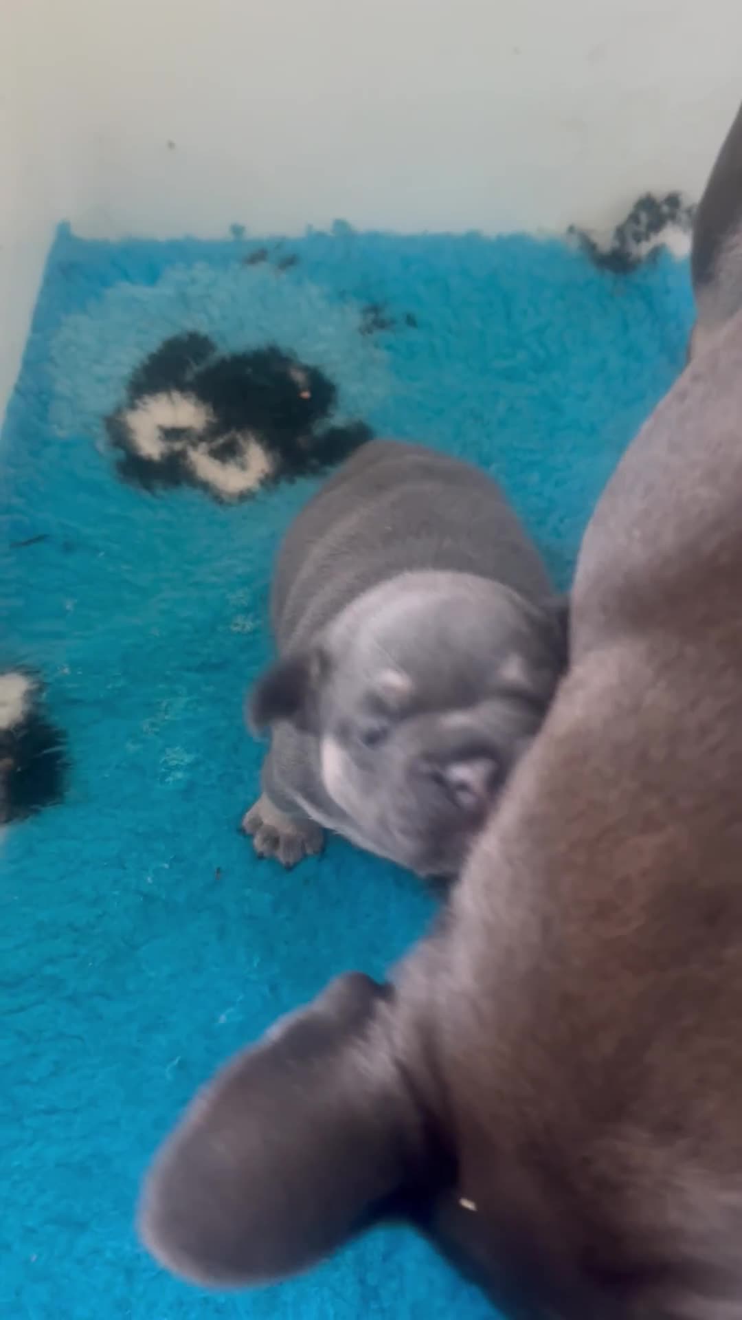 French Bulldog dogs for sale: Stunning French bulldog boy - Video 1