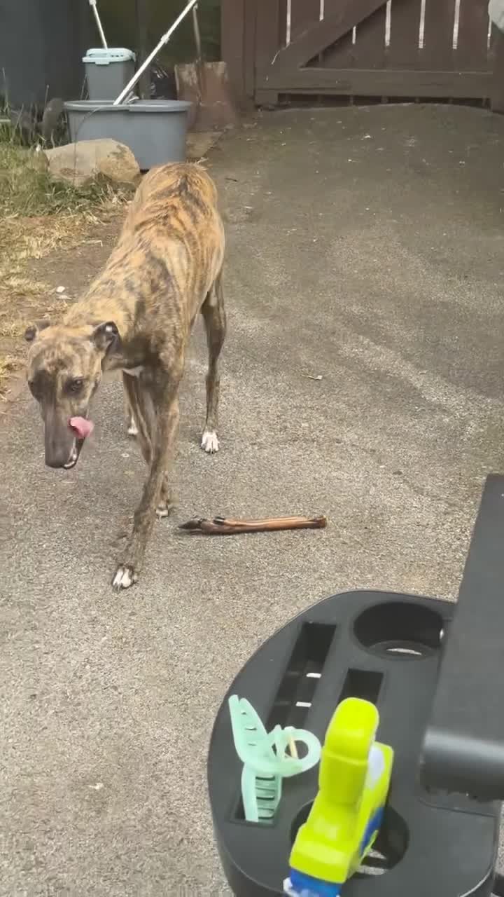 Whippet dogs for stud: Whippet For Stud in Darlington - Video 1