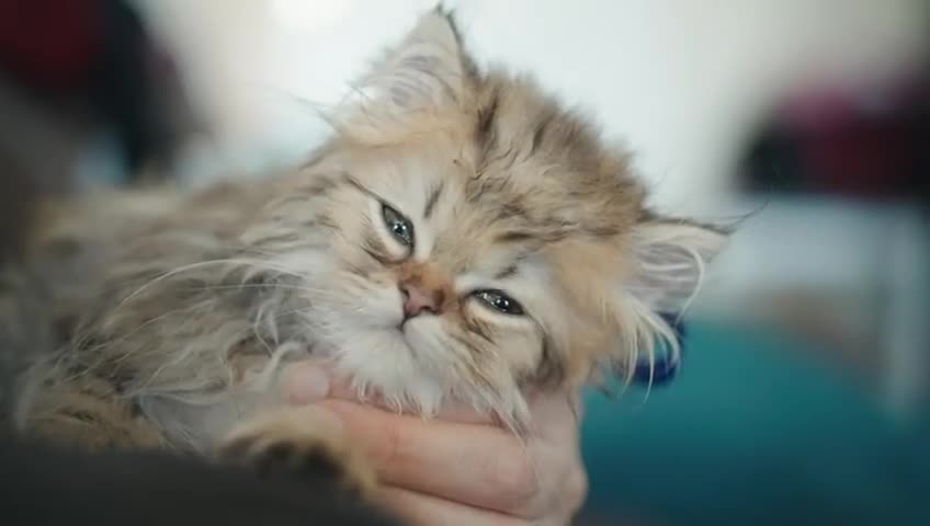 Persian cats for sale: Pedigree Persian Chinchilla Kittens for Sale  - Video 3
