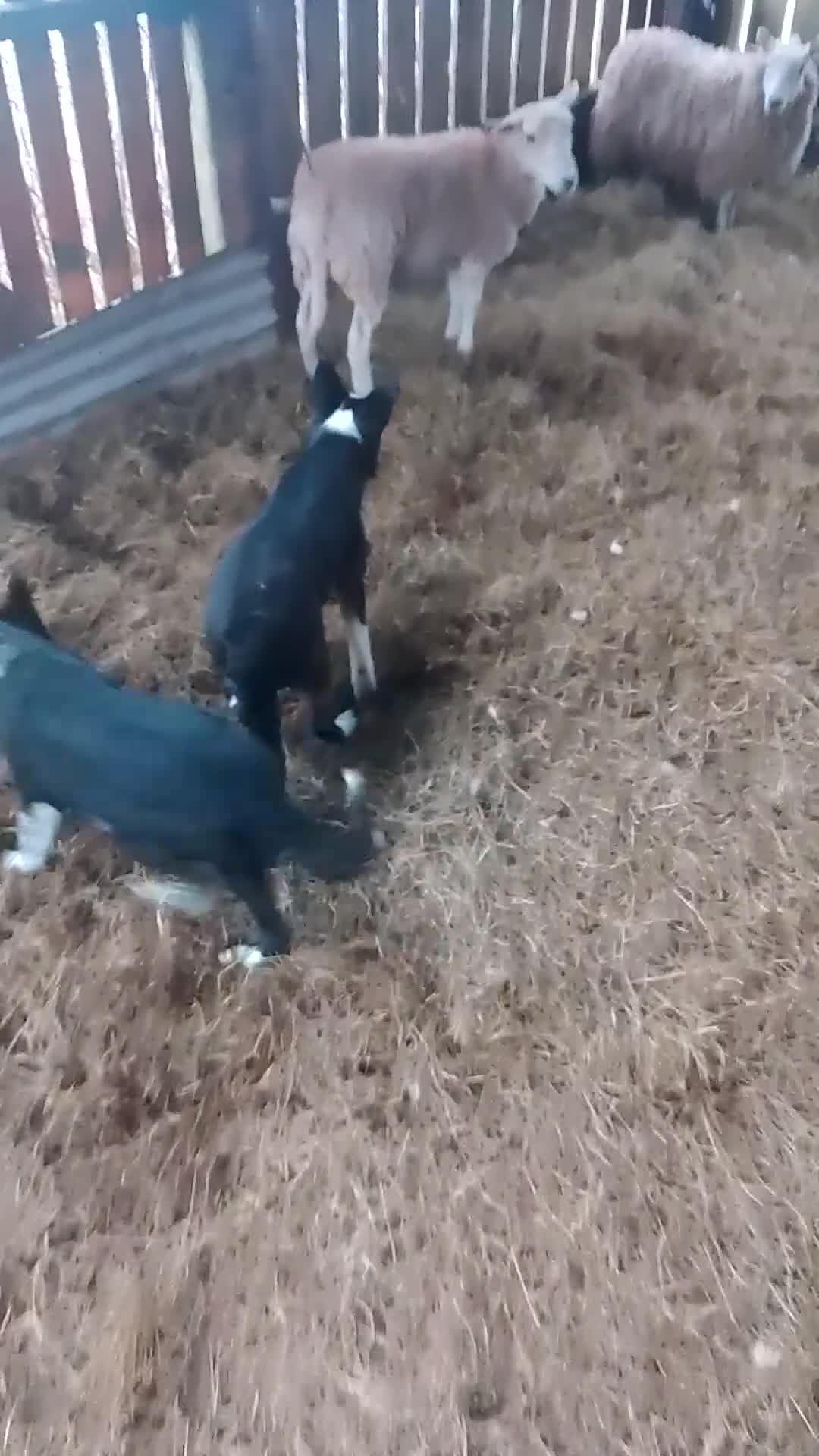 Border Collie dogs for sale: Working sheep dog bitch OFFERS CONSIDERED  - Video 2