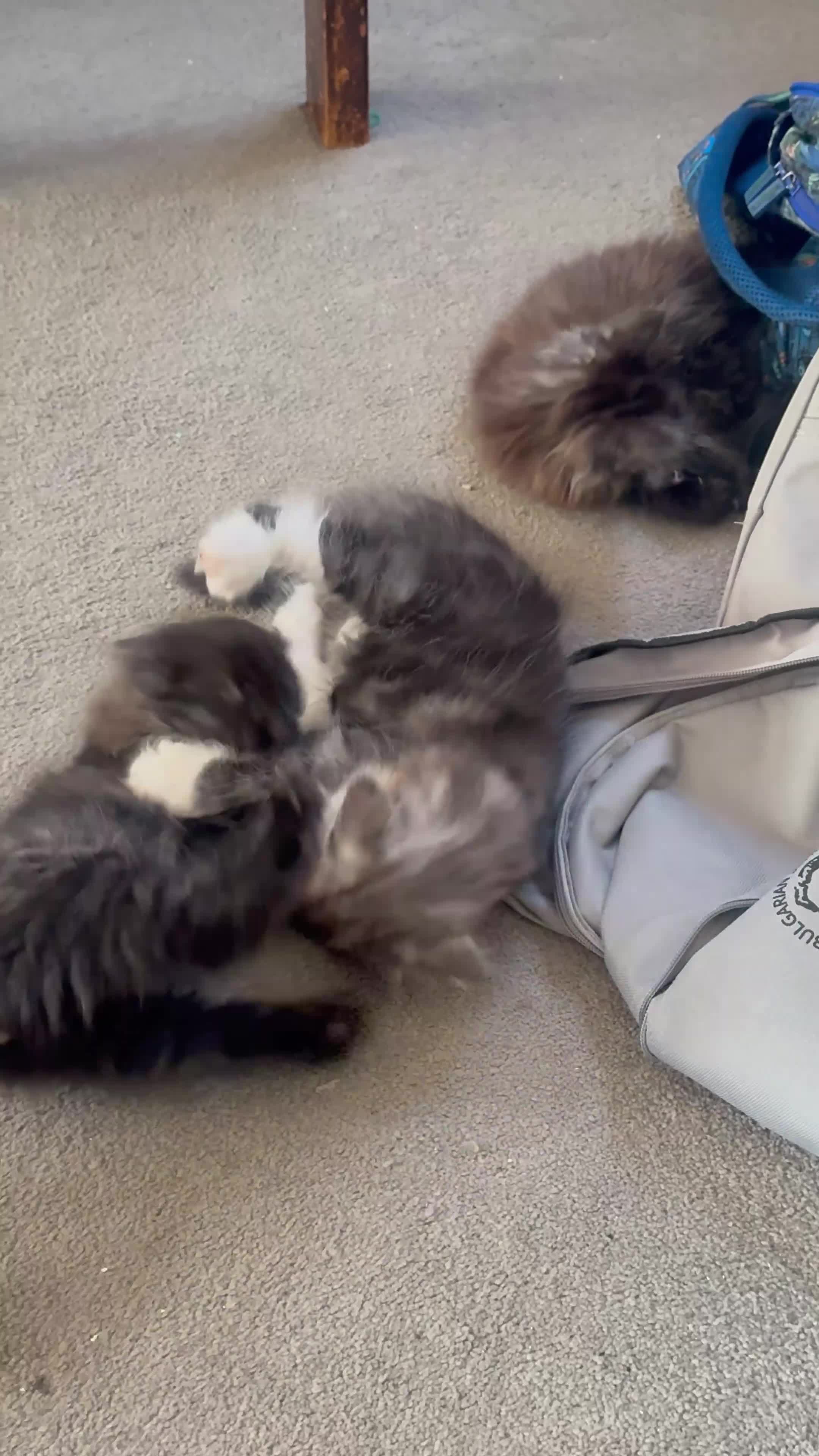 Maine Coon cats for sale: Mixed mainecoons  - Video 2