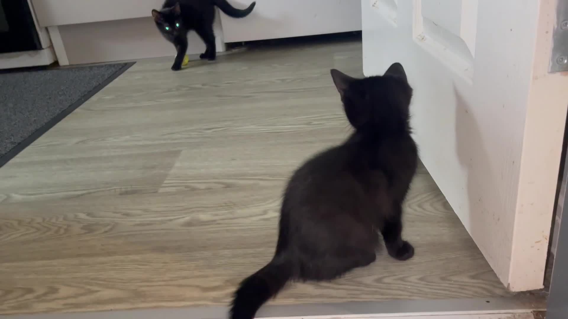 American Shorthair cats for sale: 🔥 Stunning Kittens – Unique Colours – Ready Soon  - Video 2