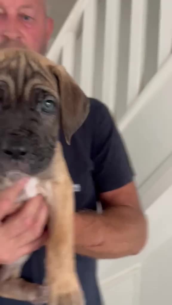 Cane Corso dogs for sale: PROTECTION AND FAMILY CANE CORSO PUPPIES in Romford - Video 1