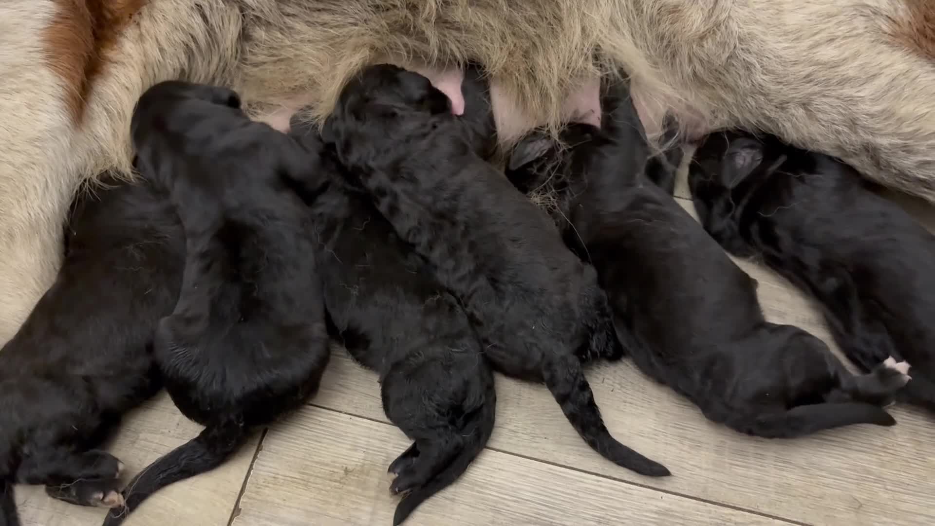 Bernedoodle dogs for sale: F1 Saint Berdoodle Pups - Video 1