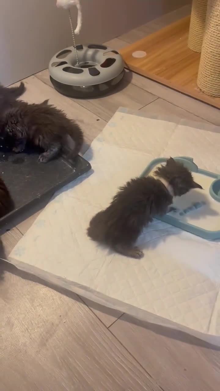 Maine Coon cats for sale: Maine cone  in Edinburgh - Video 1