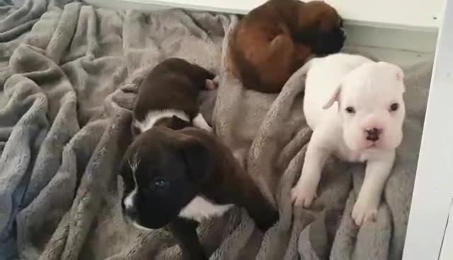Boxer dogs for sale: Quality Well Bred Boxer Babies - Video 1