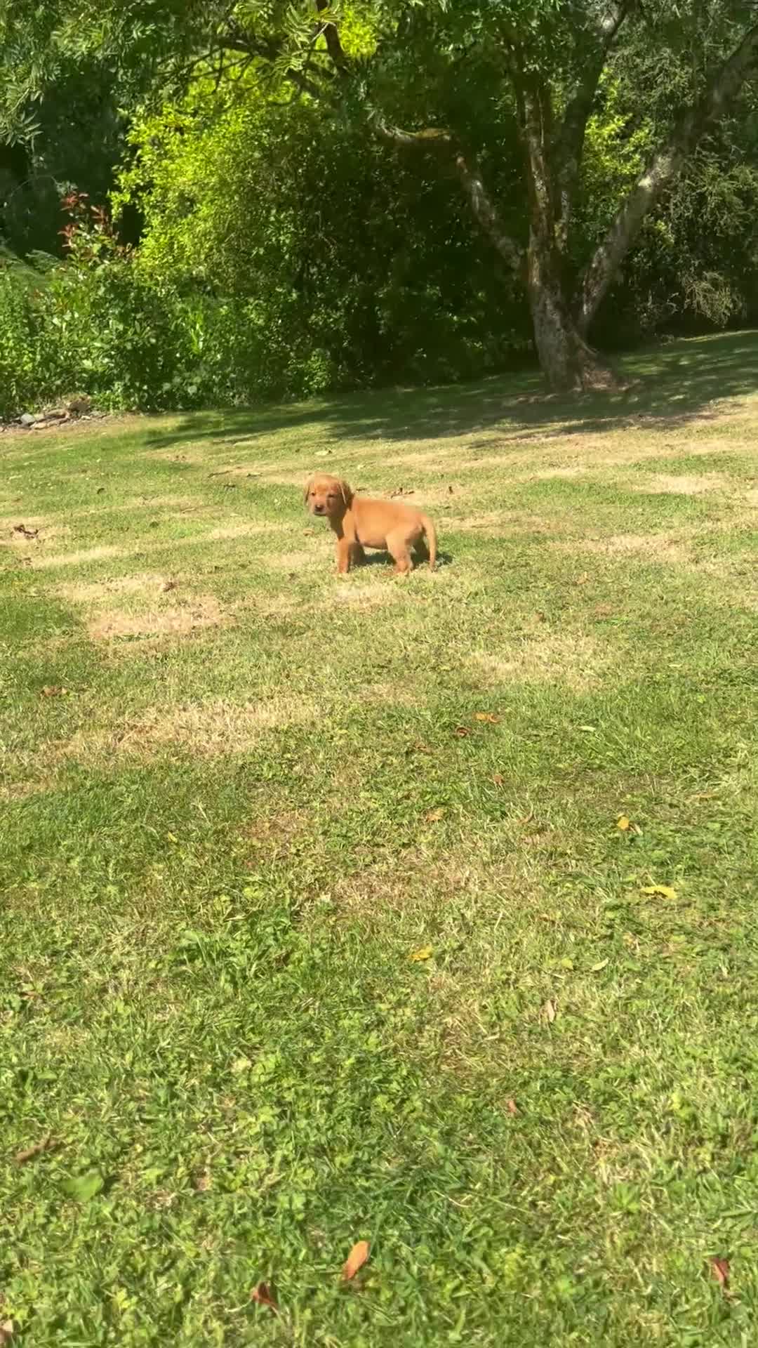 Labrador Retriever dogs for sale: SUPER DARK FOX RED LAB PUPS HEALTH TESTED PARENTS - Video 1