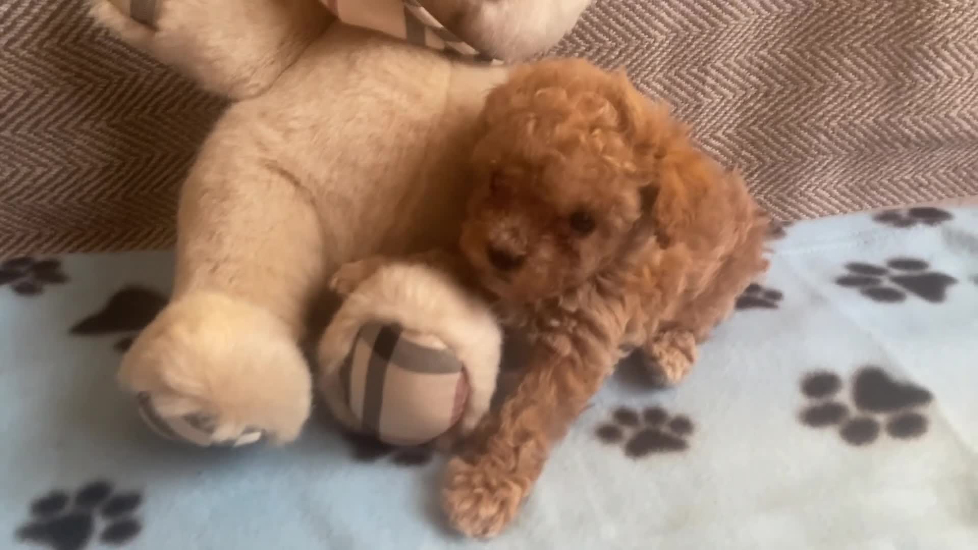Maltipoo dogs for sale: RARE Tiny F1B Asian maltipoo puppies - Video 3