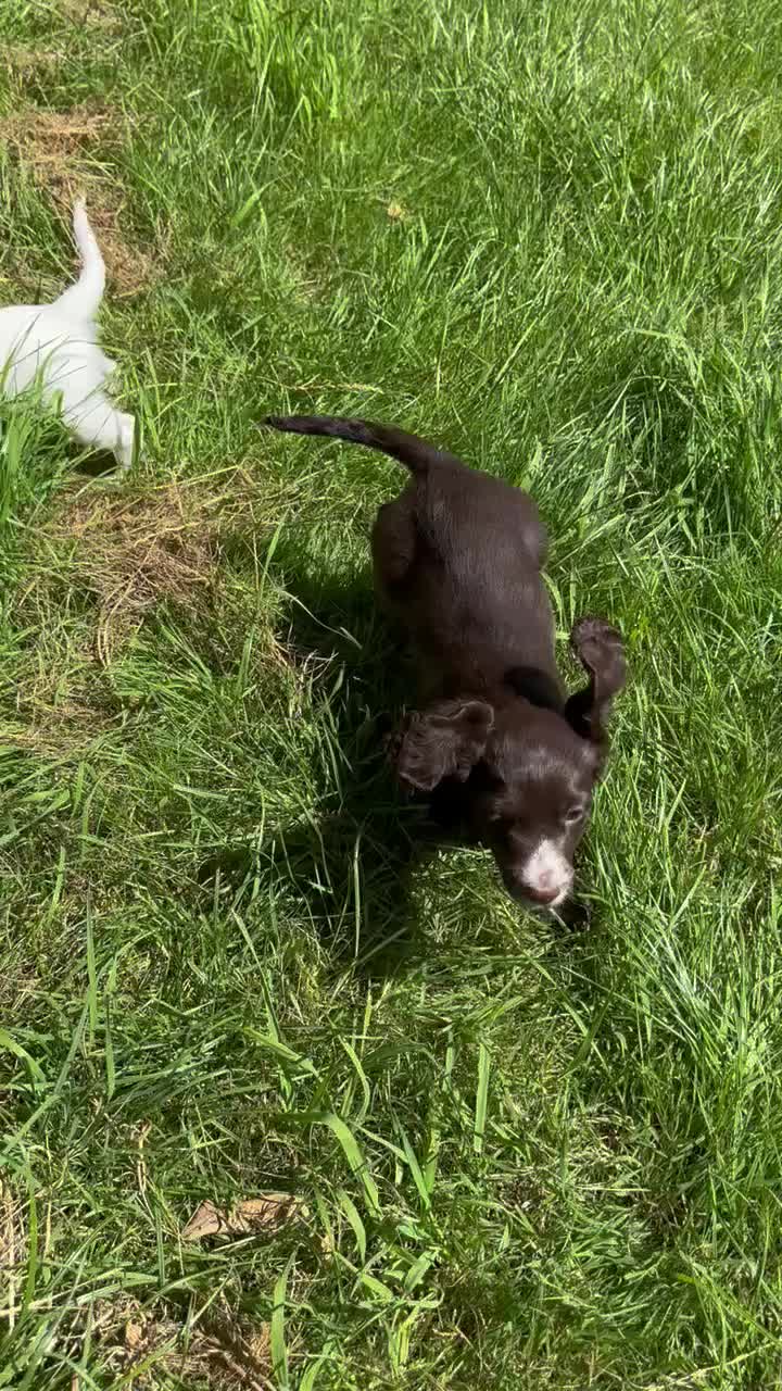Cocker Spaniel dogs for sale: Cocker spaniel pups health tested with waggy tails - Video 5