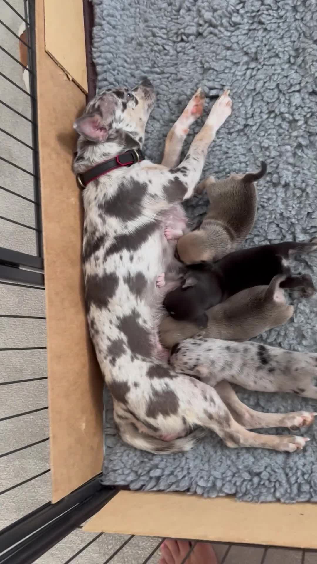 Chihuahua dogs for sale: Gorgeous Rare Chihuahua Puppies  - Video 2
