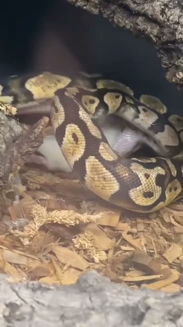 Python Snake reptiles for sale: Royal Python full setup viv,decor,heat mat,light in Witney - Video 2