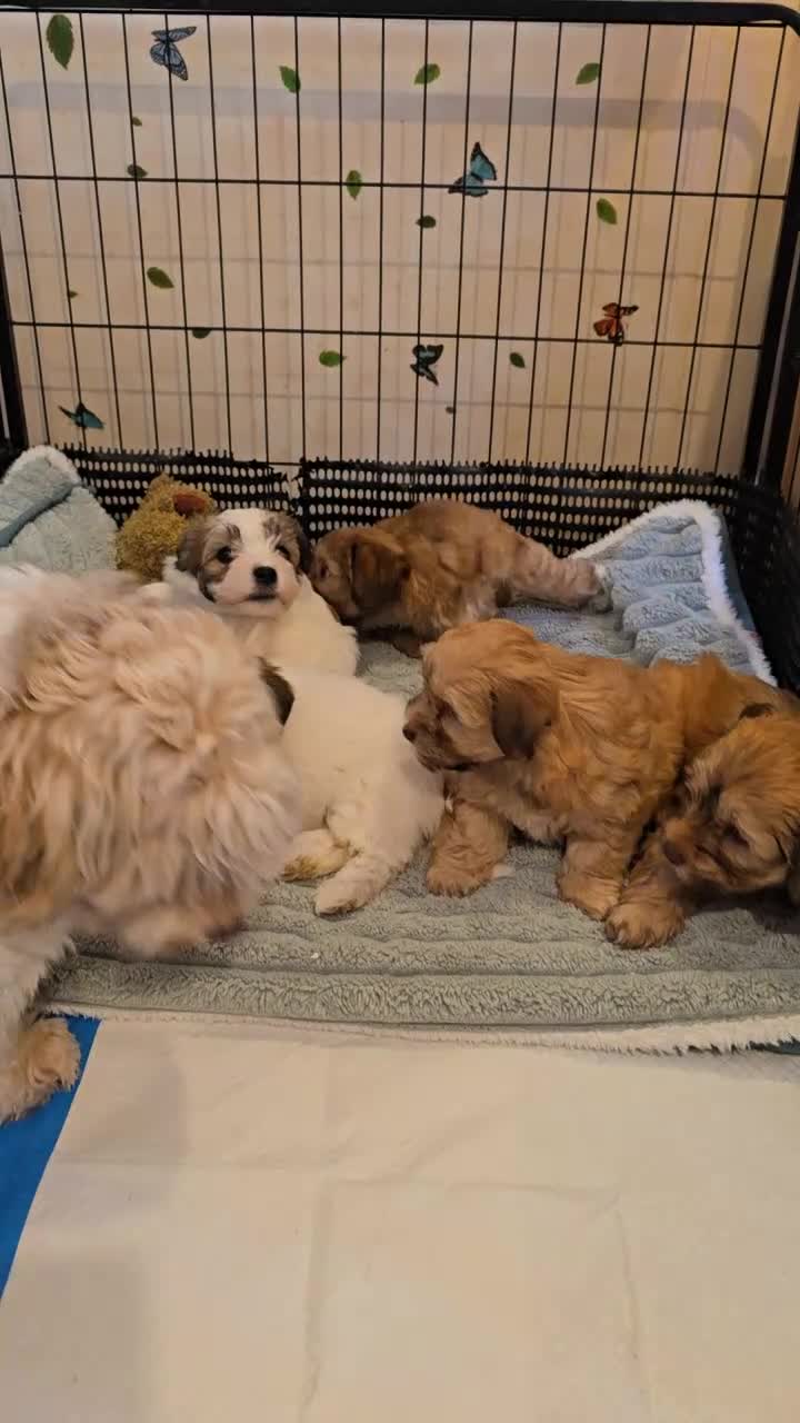 Havanese dogs for sale: Beautifully colored Havanese puppies - Video 2