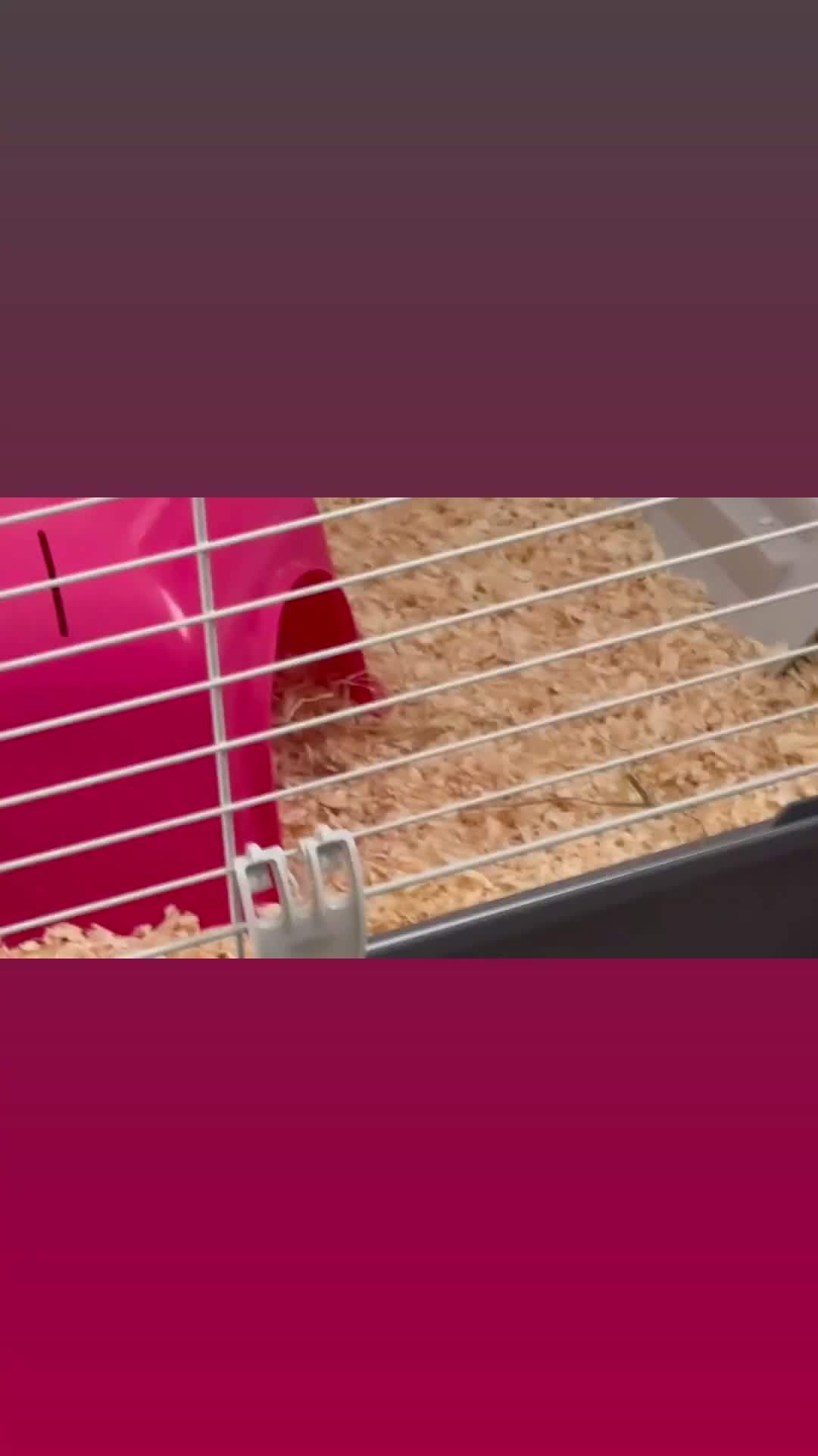 Guinea Pig rodents for sale: 2 females  in Prenton - Video 1