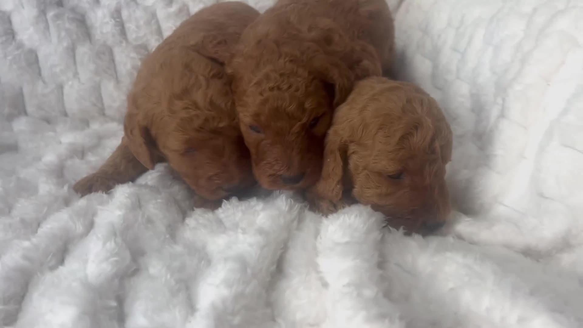 Labradoodle dogs for sale: Ready F1b labradoodle curl red health test parent  - Video 5