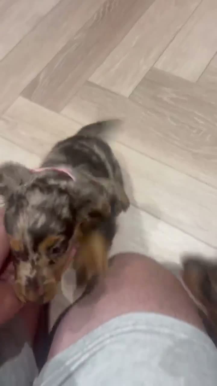 Miniature Dachshund dogs for sale: Miniature long-haired Dachshund Pups  - Video 1