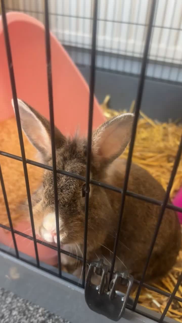 Lionhead rabbits for sale: Lion head mix female rabbit  in Lowestoft - Video 1