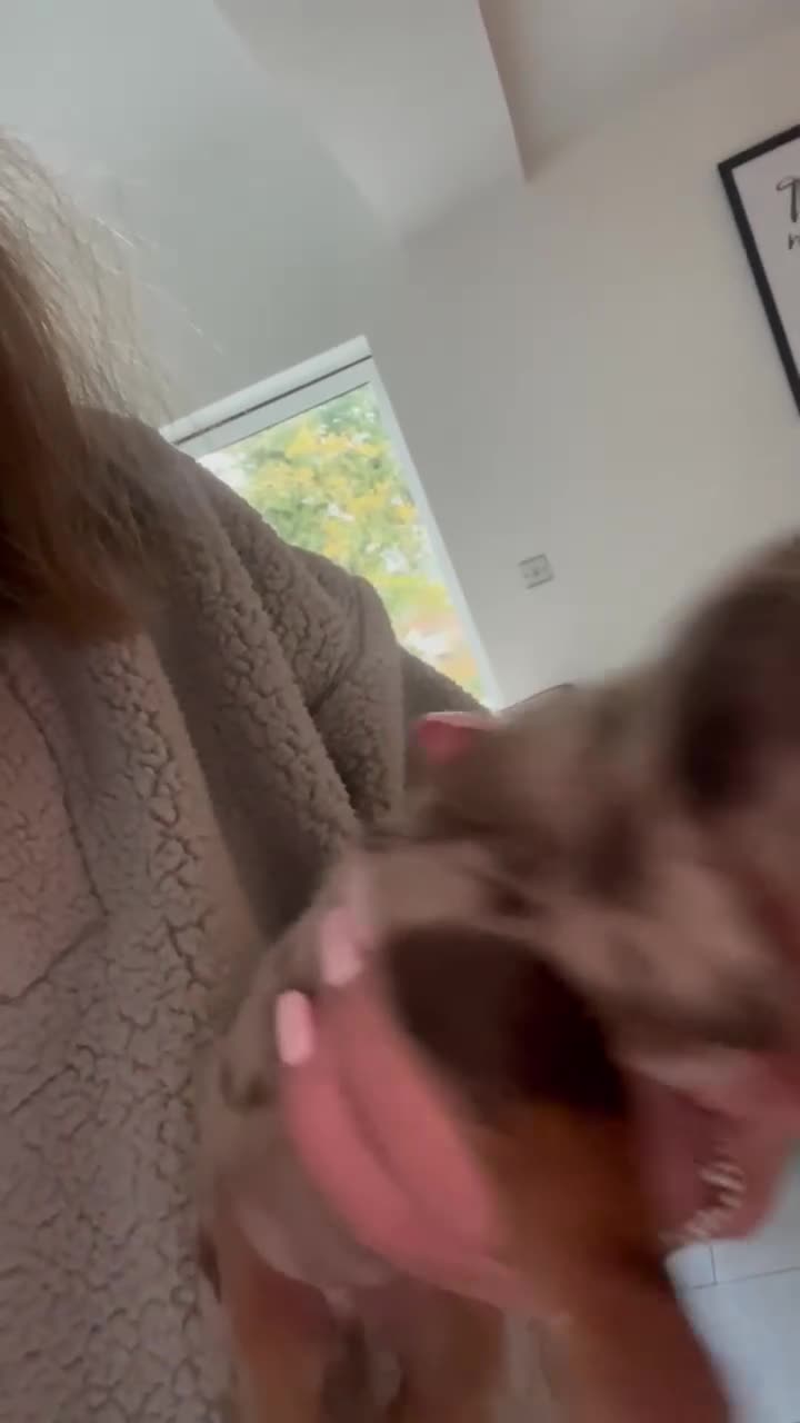 Miniature Dachshund dogs for sale:  Miniature Daschunds . Ready 23rd/24th December  - Video 3