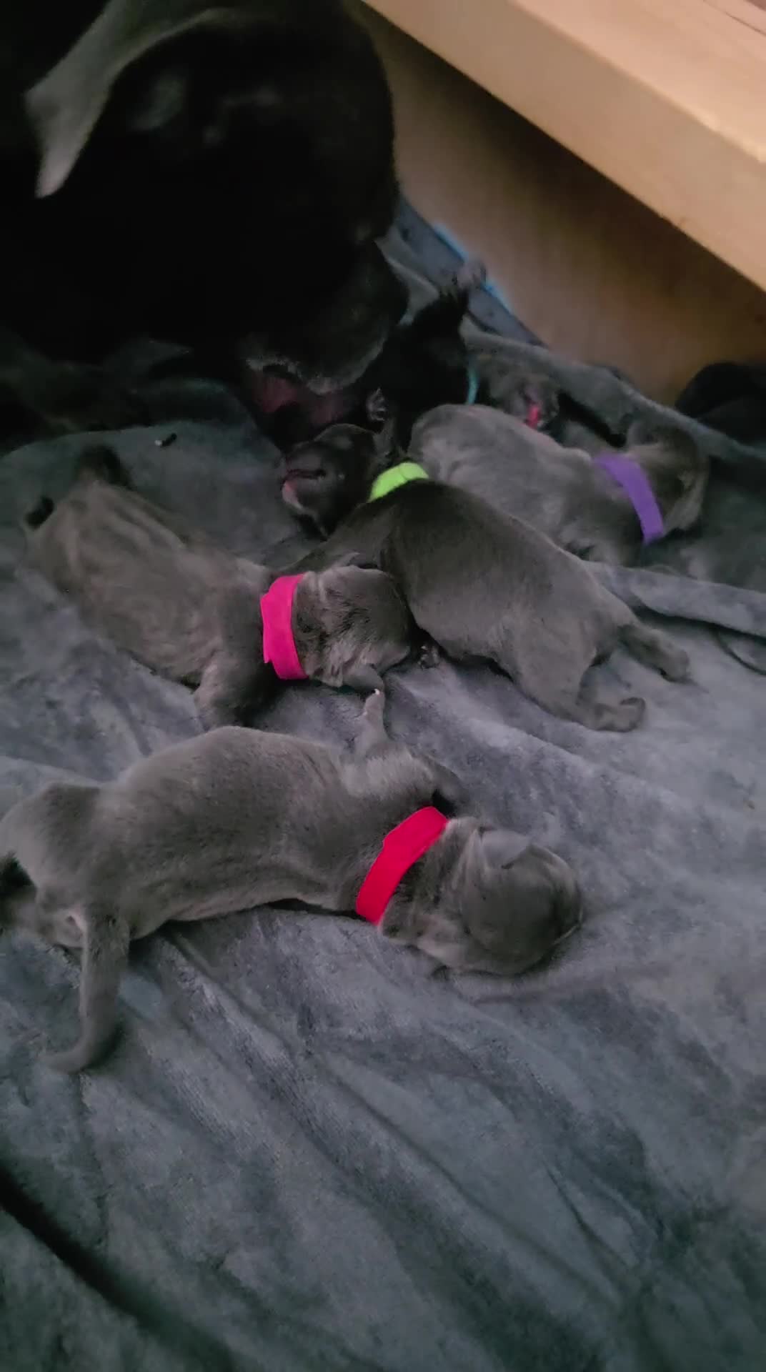 Staffordshire Bull Terrier dogs for sale: 2 stunning blue  female kc staffys available  - Video 2