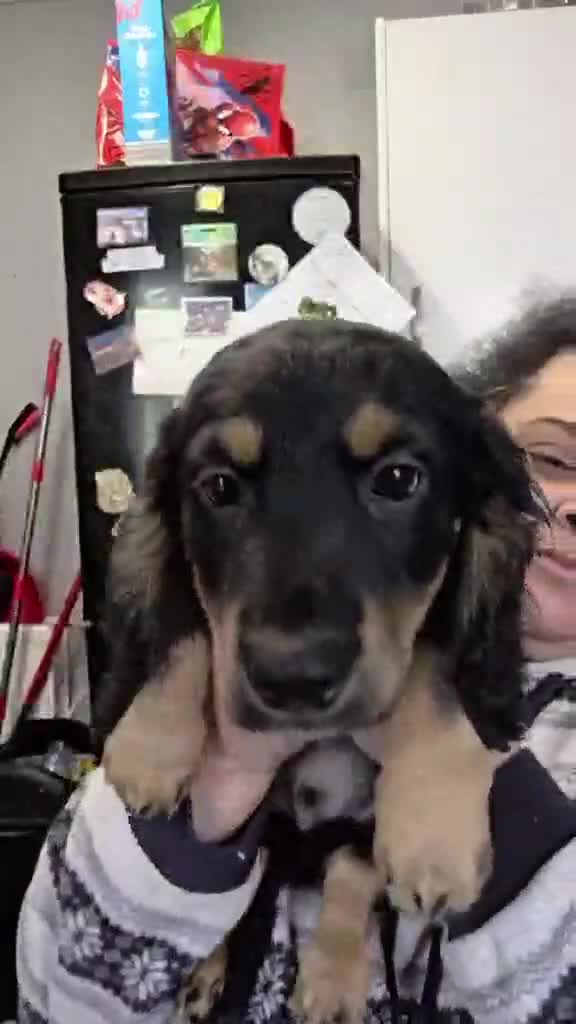 Cockapoo dogs for sale: 😍Fully Vaccinated & Now ready to leave😍 - Video 2