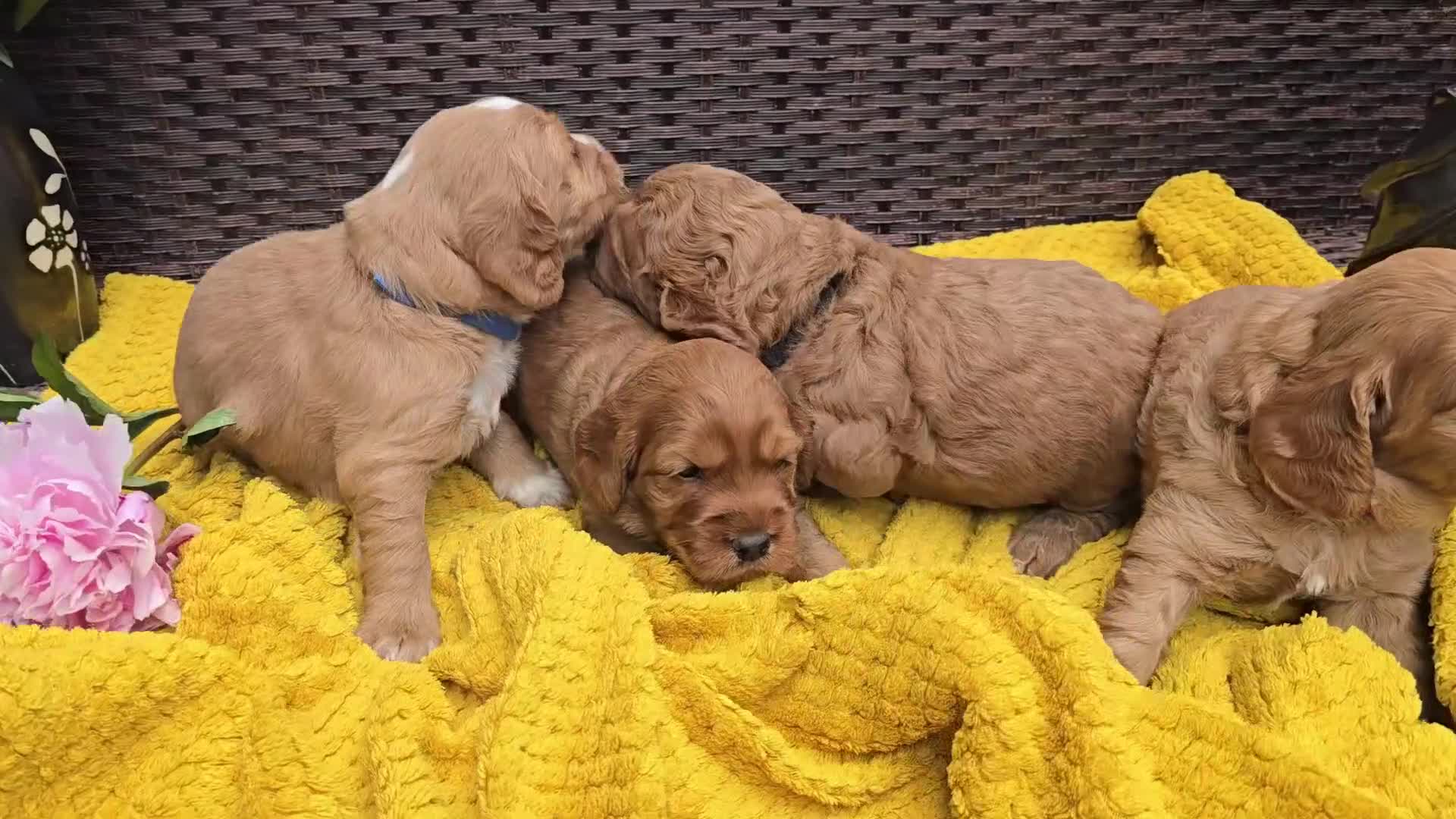 Cockapoo dogs for sale: Cockapoo Puppy Girl Ready Next Week Health Test  - Video 5