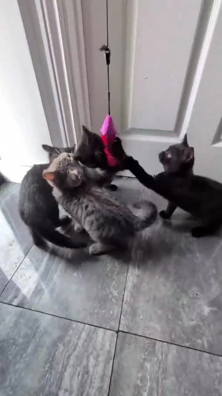 British Shorthair cats for sale: Ready now!! British shorthair kittens  - Video 1