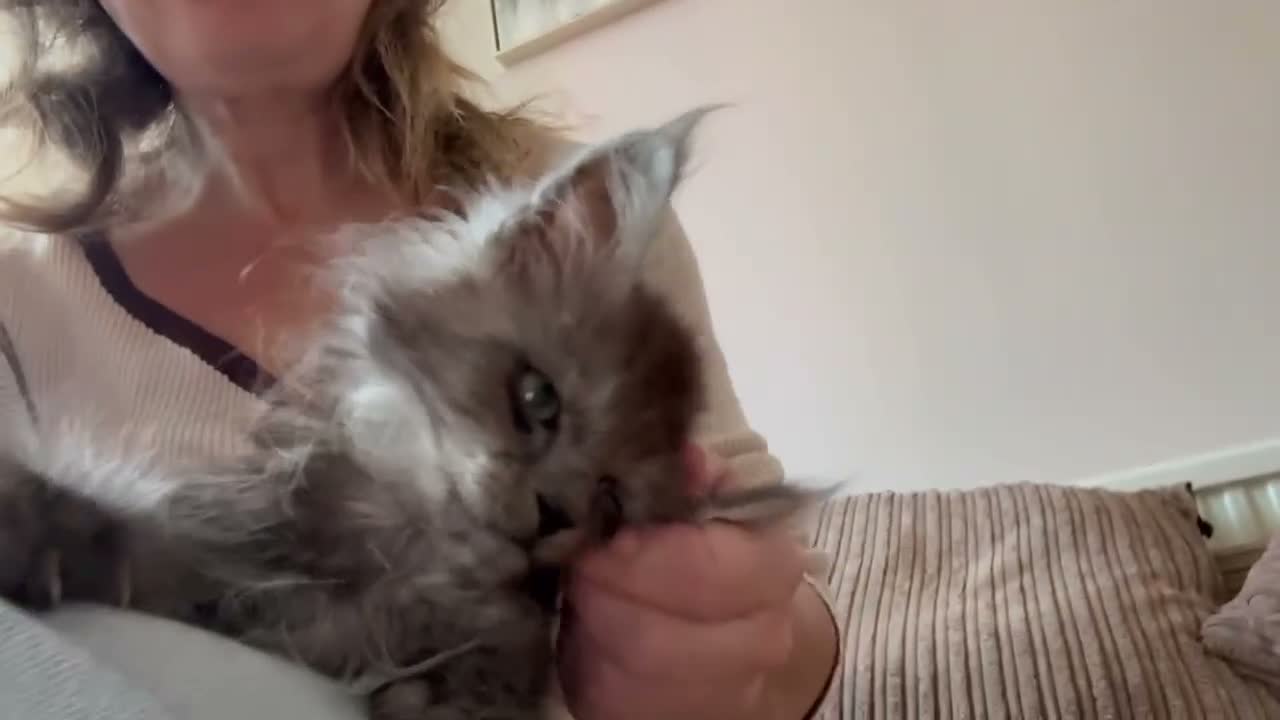 Maine Coon cats for sale: Tica registered mainecoon kittens (some polys)  - Video 1