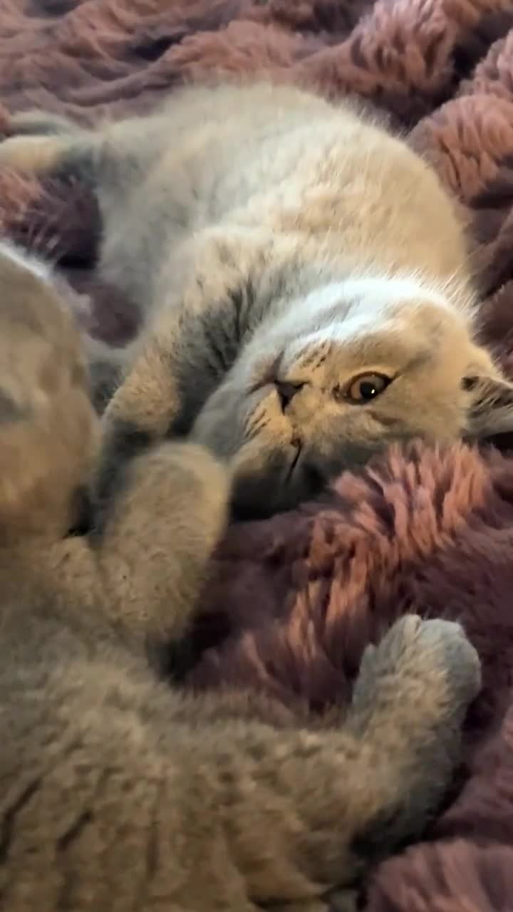 British Shorthair cats for sale: BSH ready to go! Pedigree parents both can be seen - Video 2