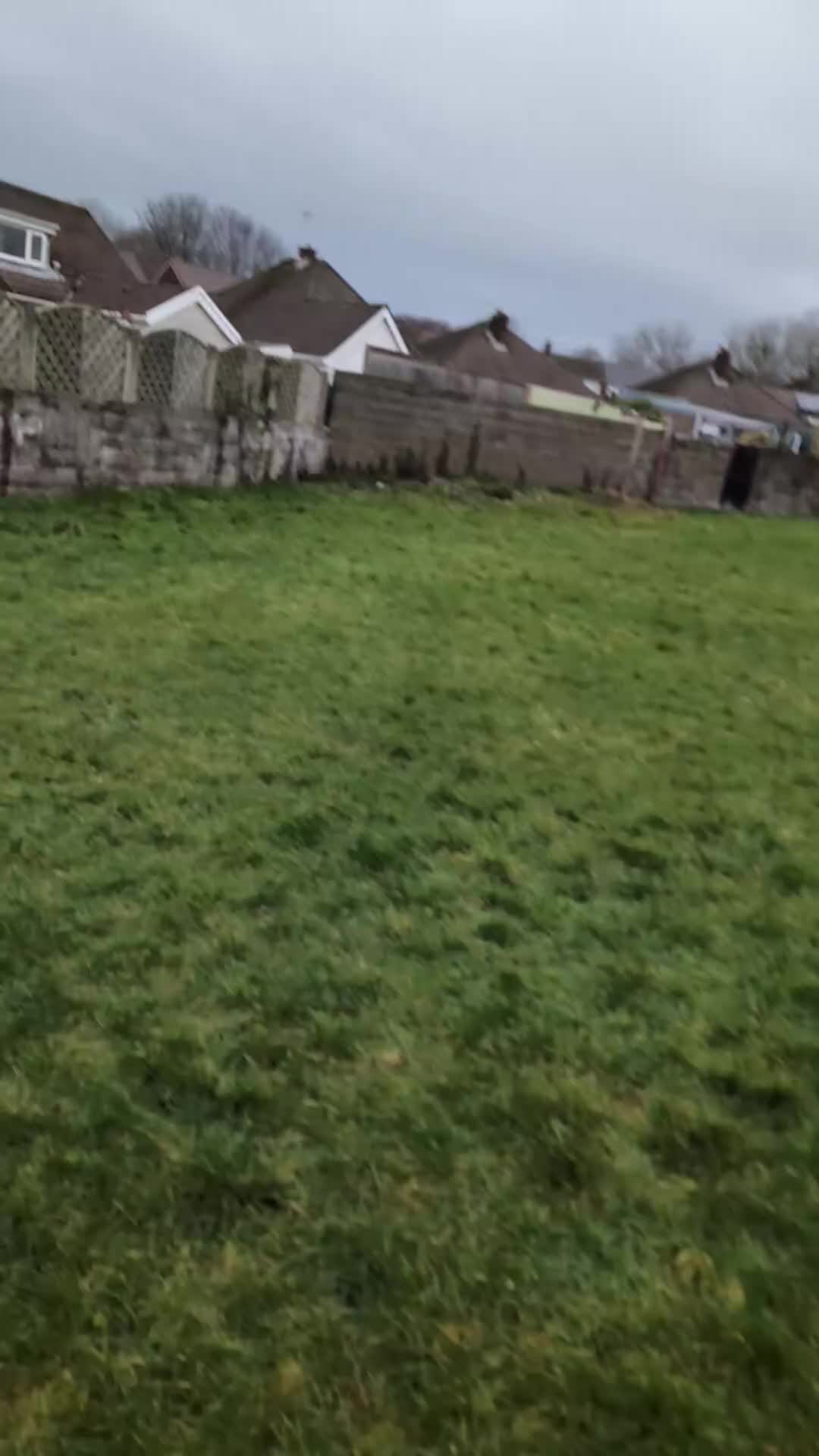 Mixed Breed dogs for sale: Bruno 7 months. - Video 2