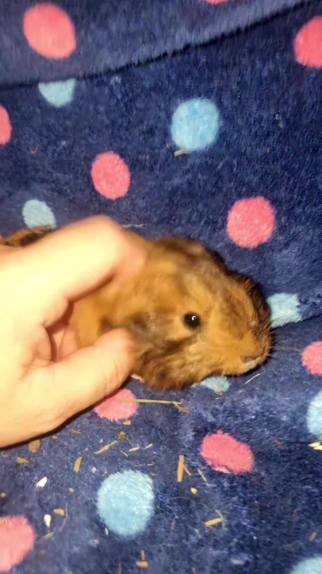 Guinea Pig rodents for sale: Alpaca x texel  - Video 2