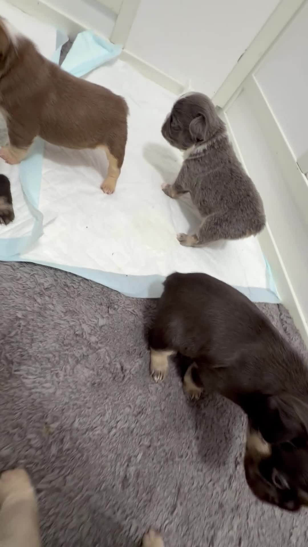 French Bulldog dogs for sale: Stunning French bulldog puppies 🥰 in Morden - Video 1