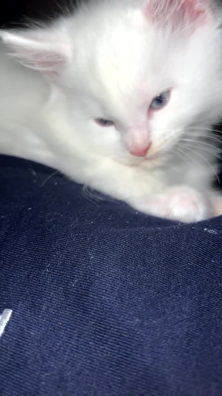 Maine Coon cats for sale: Stunning white and smoke Xl Maine coons (odd eyes) - Video 3