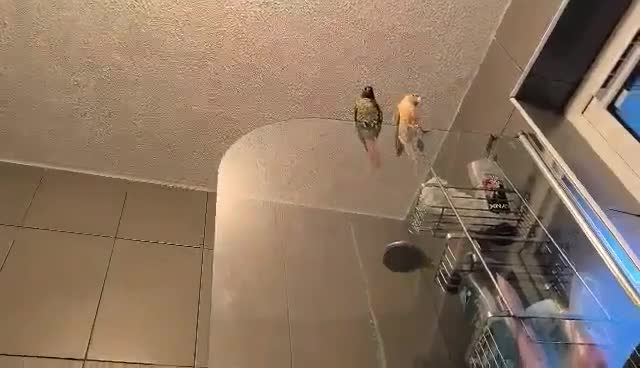 Conures birds for sale: Kiwi and Rico  - Video 1